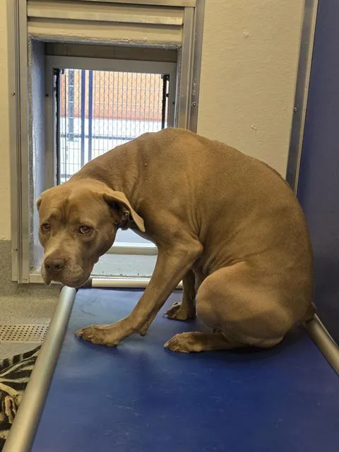 A young medium-sized female Pit Bull Terrier dog named Donna for adoption in Indianapolis, IN