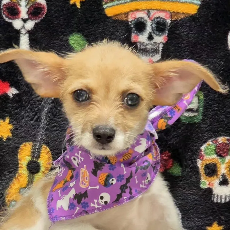 A baby small-sized male White / Cream Chihuahua dog named Apa for adoption in Santa Barbara, CA