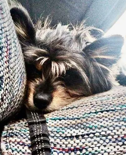 Little Bear