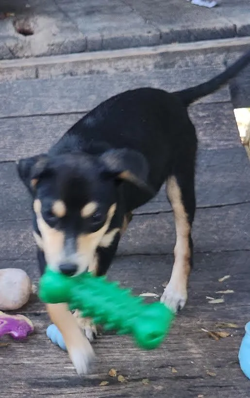 Xena thumbnail 5