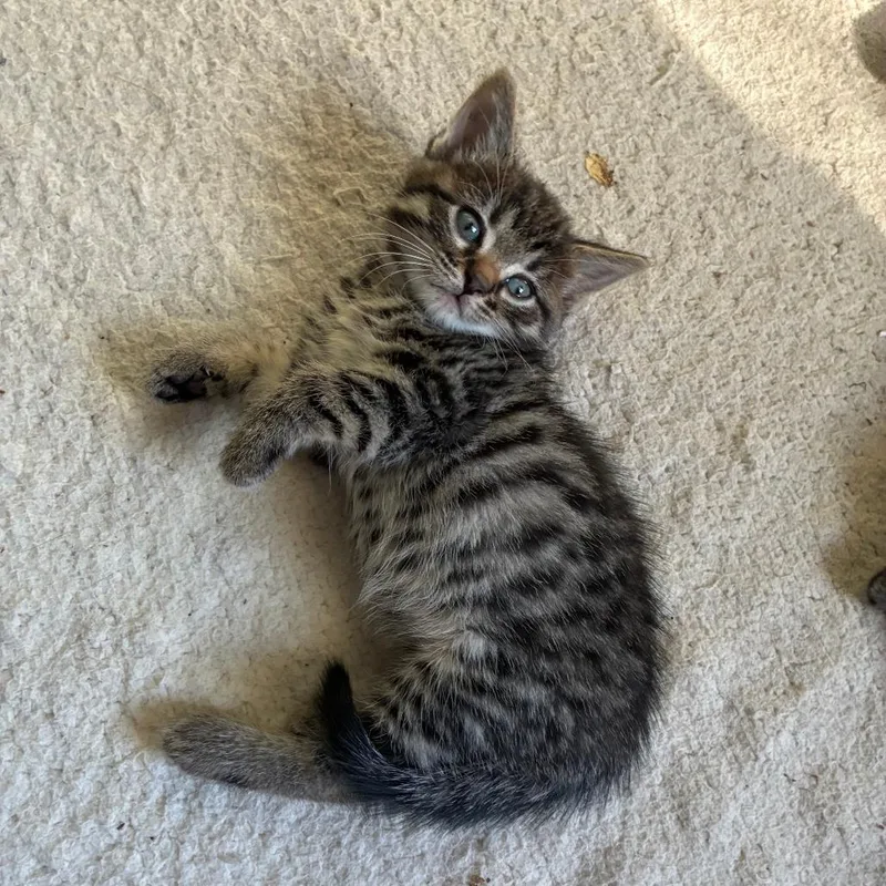 A baby small-sized female Brown / Chocolate Domestic Short Hair cat named Pinecone for adoption in Columbia, MO