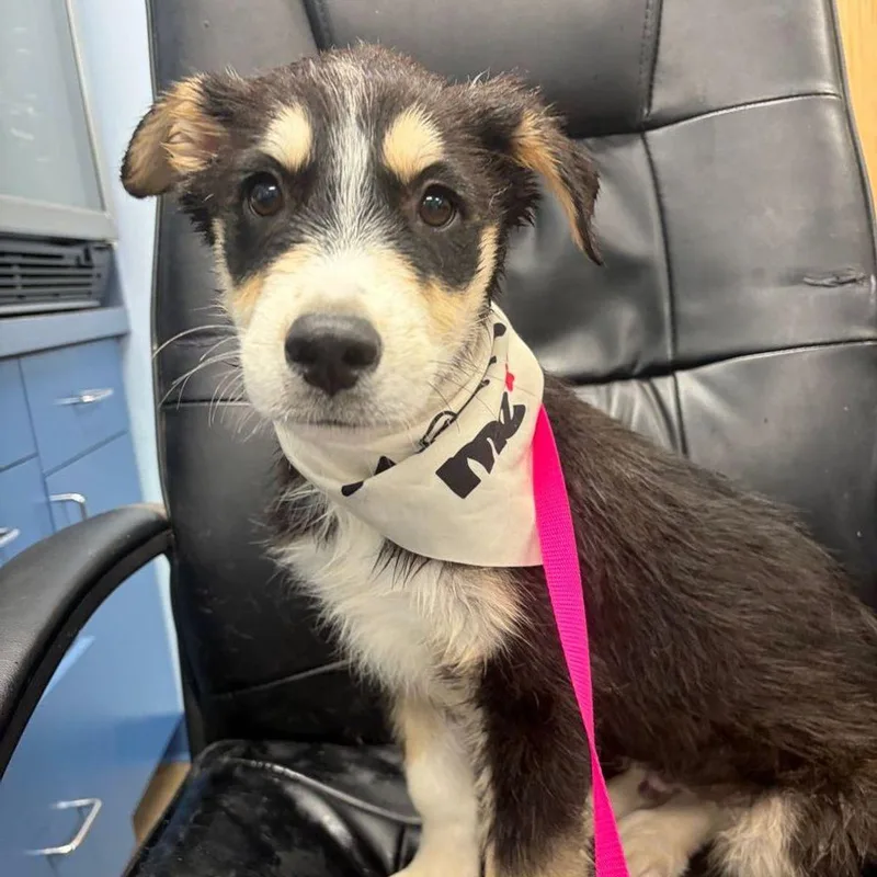 A young medium-sized male Shepherd dog named Paulie for adoption in Kingman, AZ