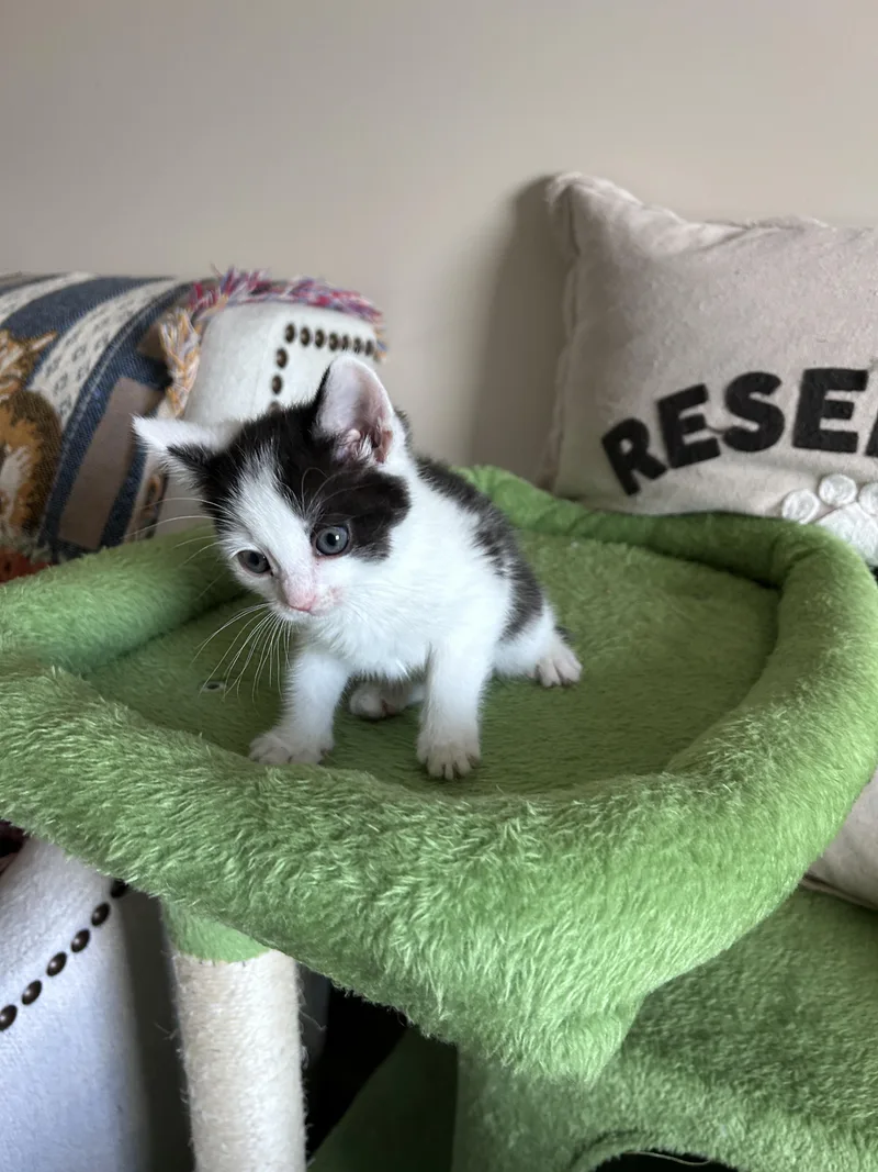 A baby small-sized male Domestic Short Hair cat named Atlas for adoption in BREINIGSVILLE, PA