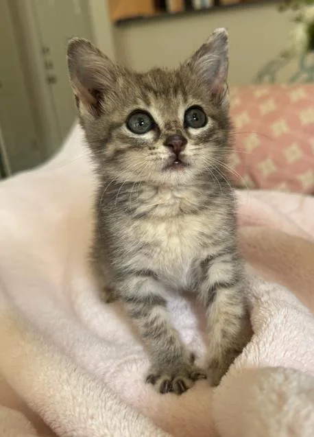 A baby medium-sized female Domestic Medium Hair cat named Astoria for adoption in Dallas, TX