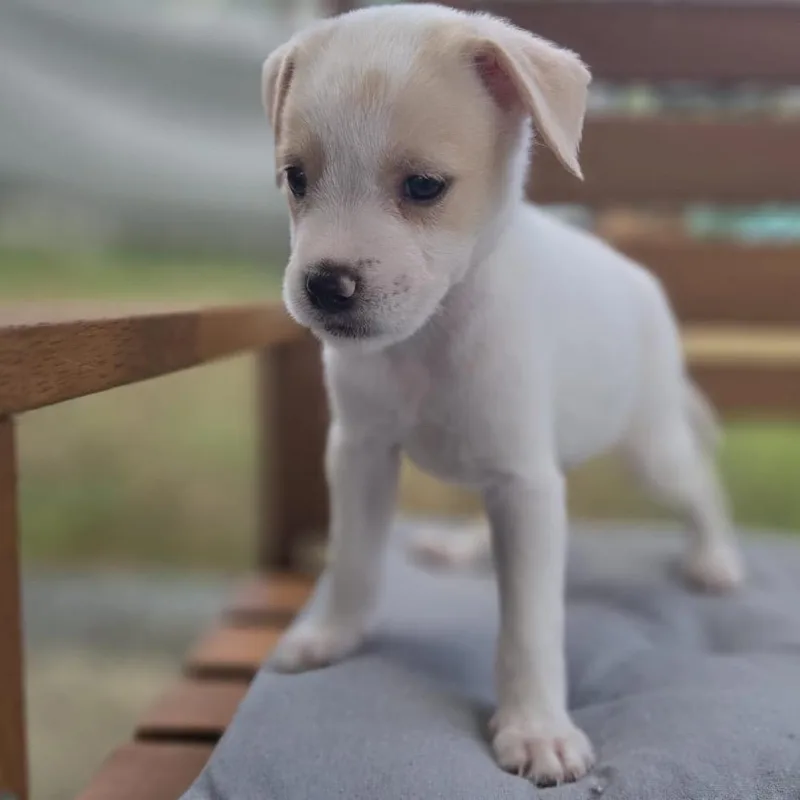 Cerra Pup: Susy