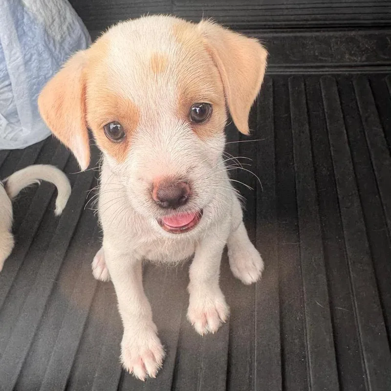 Cerra Pup: Susy thumbnail 2