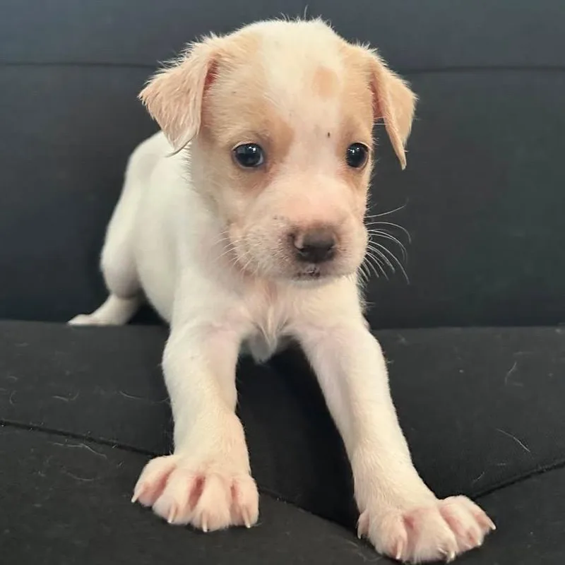 Cerra Pup: Susy thumbnail 3