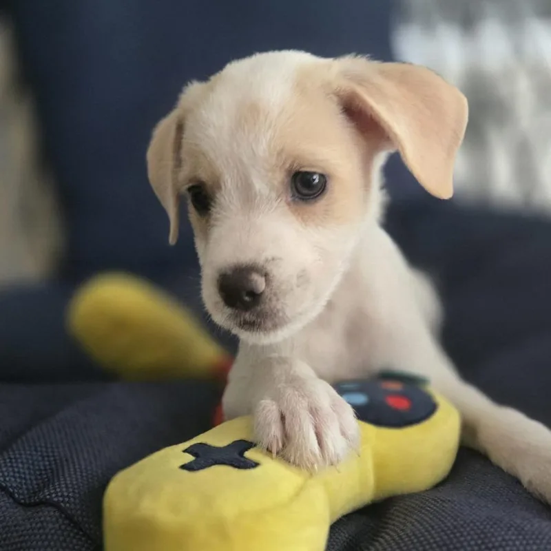 Cerra Pup: Susy thumbnail 4