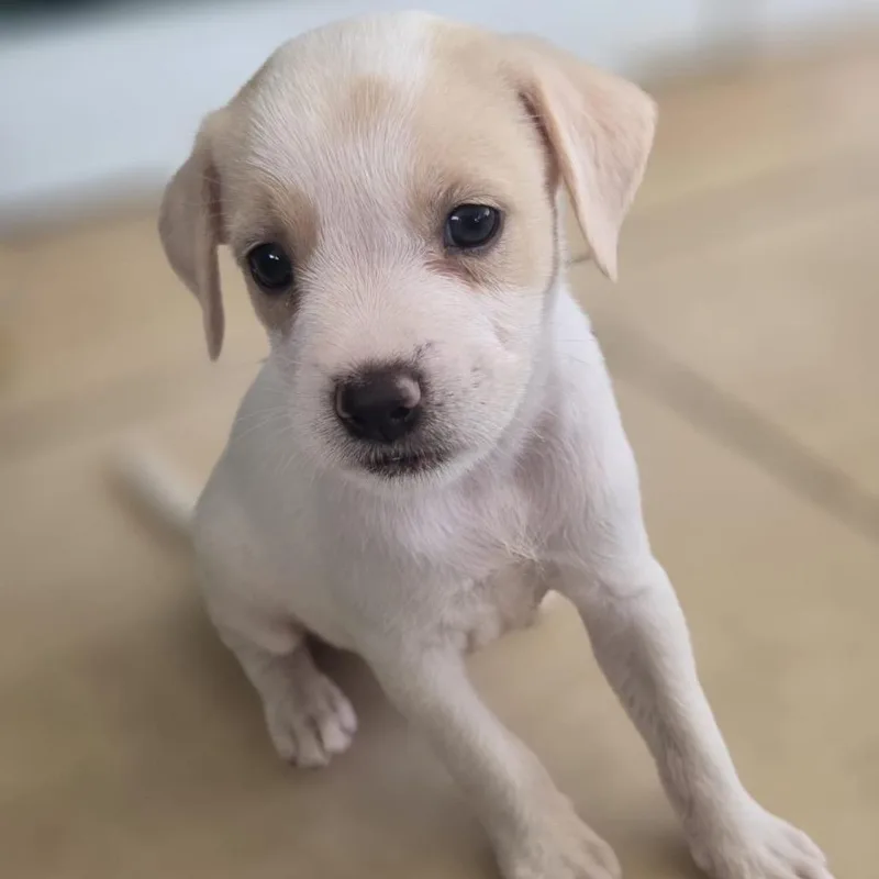 Cerra Pup: Susy thumbnail 5