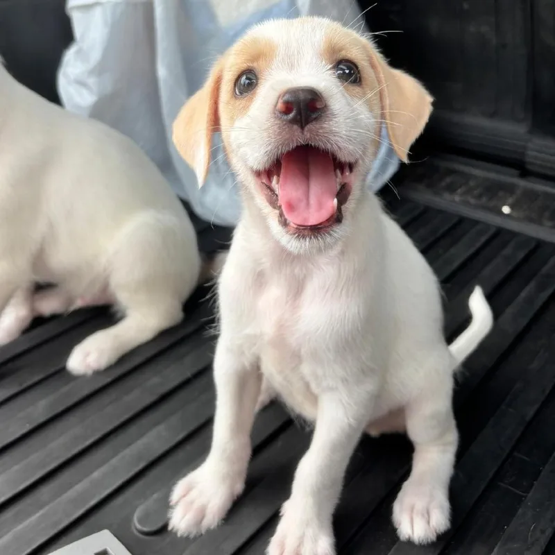 Cerra Pup: Susy thumbnail 6
