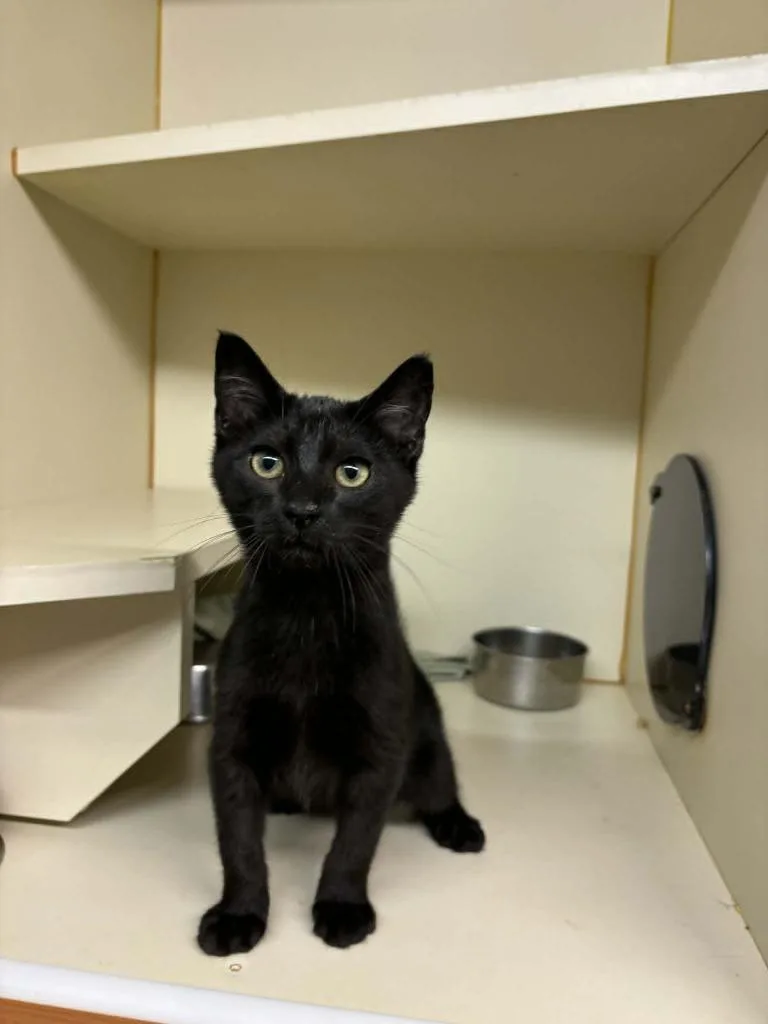 A baby medium-sized male Domestic Short Hair cat named Stookey for adoption in Sorrento, LA