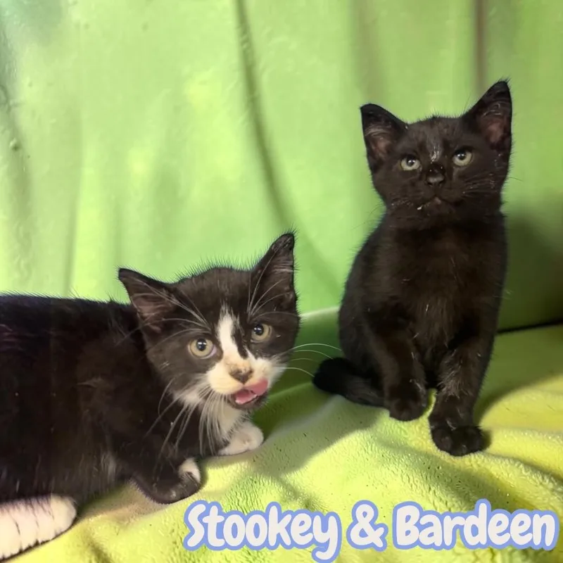 Stookey thumbnail 3