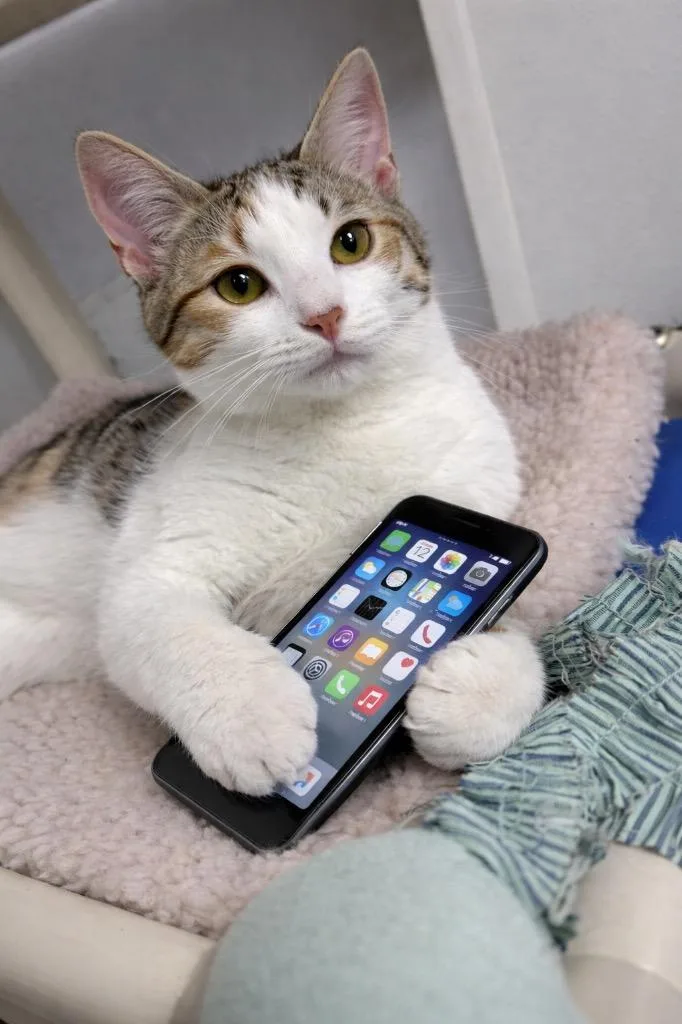 A baby medium-sized female Domestic Short Hair cat named Annie for adoption in Albion, NY