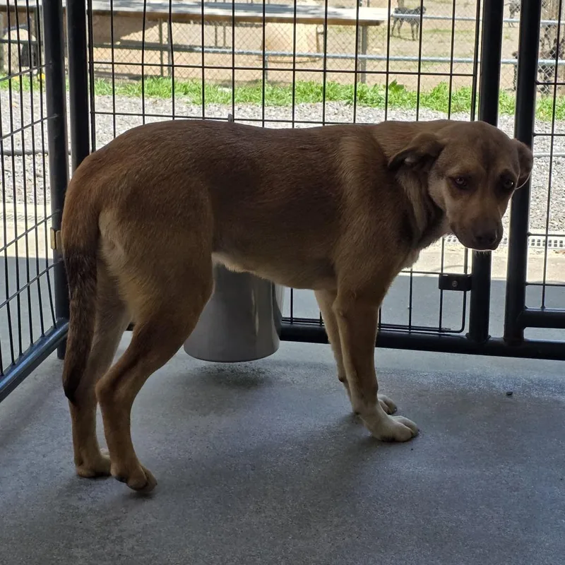 A young medium-sized female Brown / Chocolate Mixed Breed dog named Maggi for adoption in Walden, NY