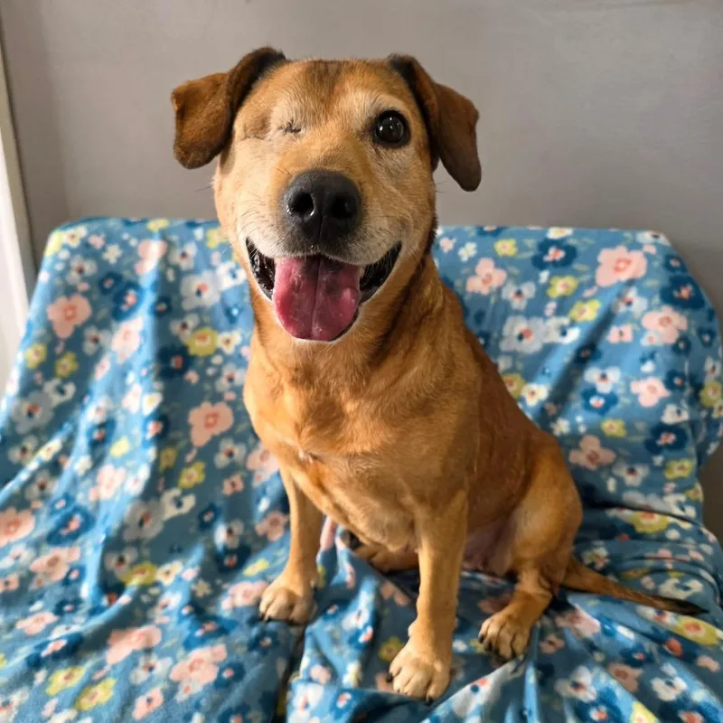 An adult medium-sized female Brown / Chocolate Mixed Breed dog named Winx for adoption in Jackson, MO