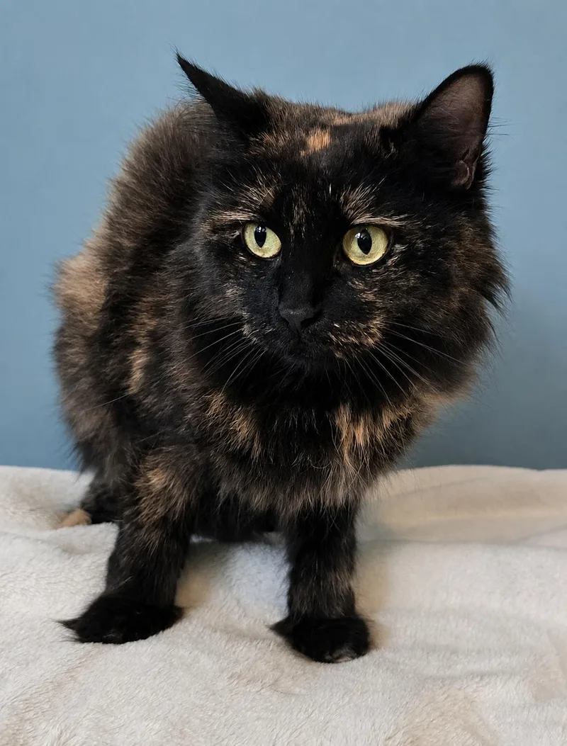 An adult medium-sized female Tortoiseshell cat named Melody for adoption in Chicago Ridge, IL