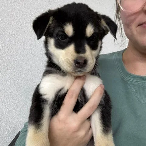 A baby small-sized female Black Mixed Breed dog named Nanook for adoption in Buffalo, MN