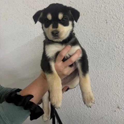 Nanook thumbnail 2