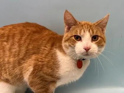 A young small-sized male Domestic Short Hair cat named Nordy for adoption in Woodbury, MN