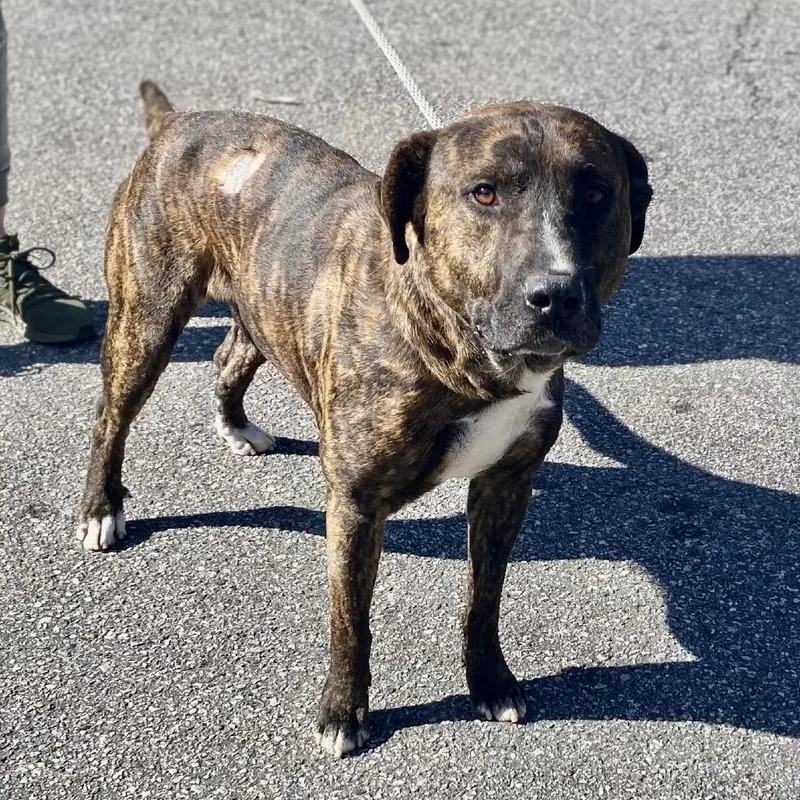 Big Ol' Beef thumbnail 2