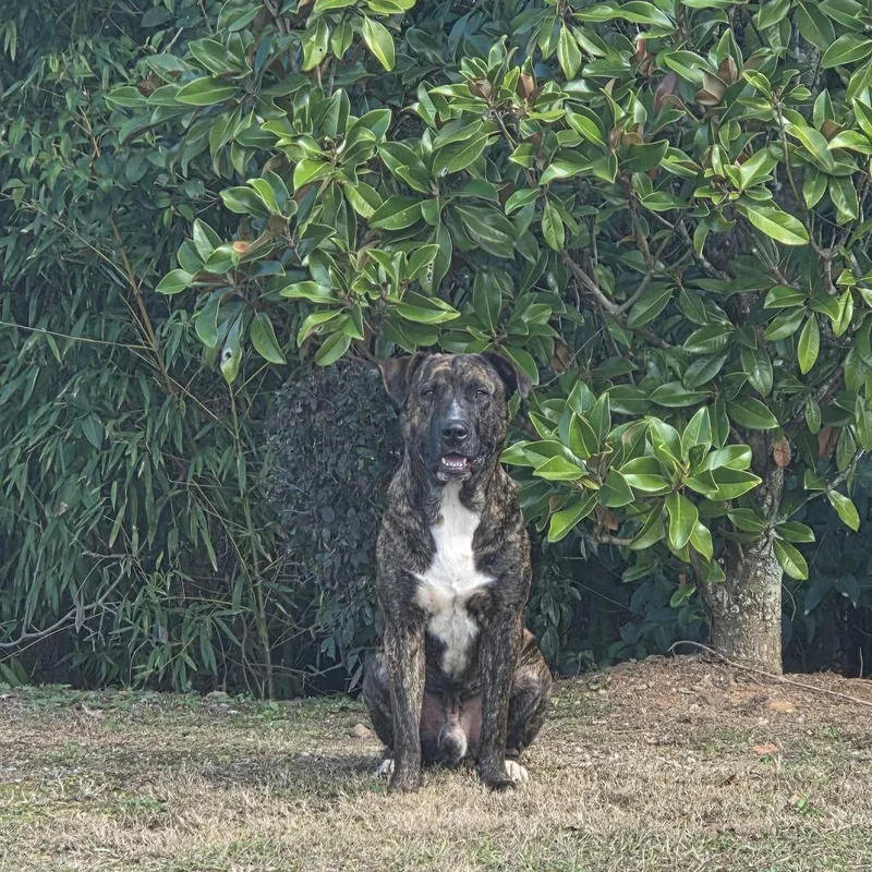 Big Ol' Beef thumbnail 3