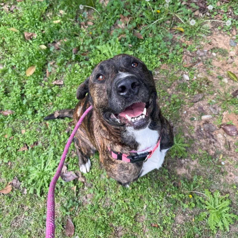 Big Ol' Beef thumbnail 4