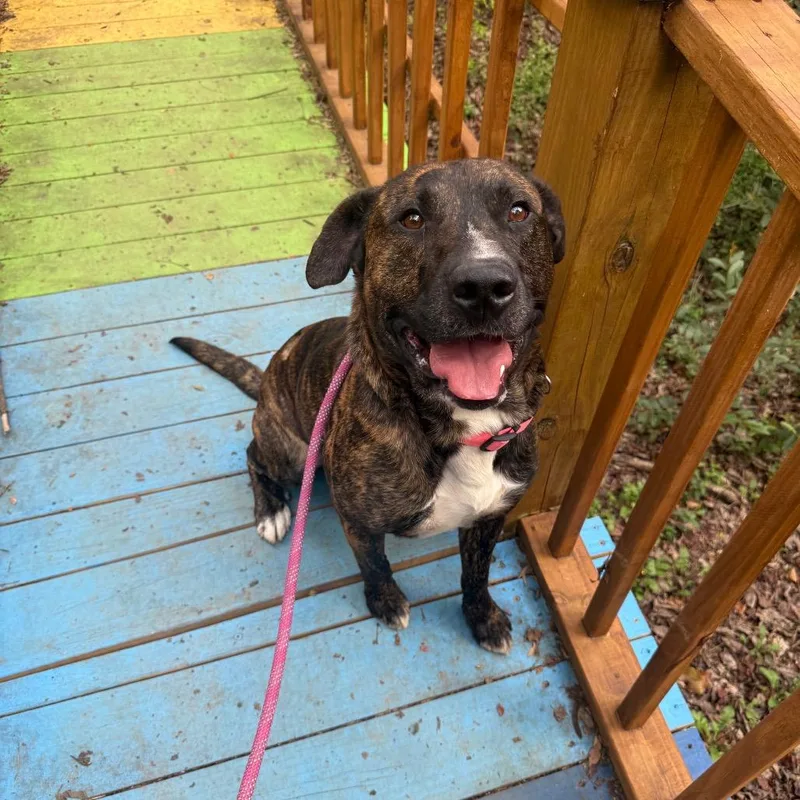 Big Ol' Beef thumbnail 5