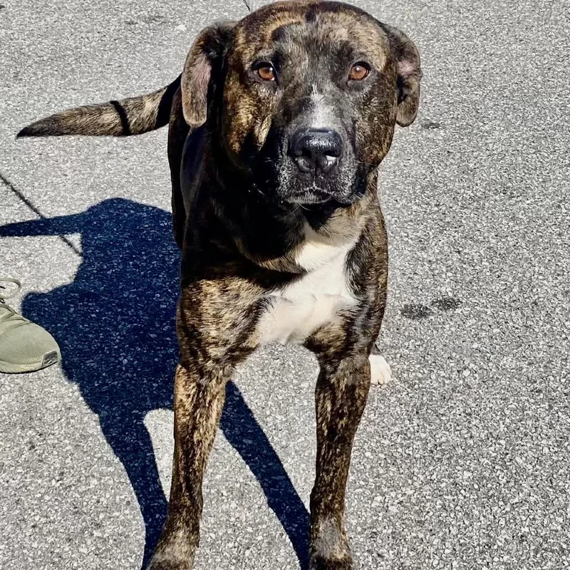 Big Ol' Beef thumbnail 6