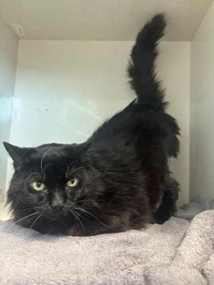 A baby small-sized female Domestic Long Hair cat named Sprout for adoption in Manteo, NC