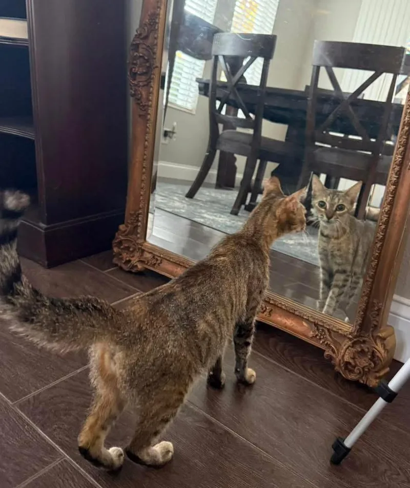 A young medium-sized female Domestic Short Hair cat named Julie for adoption in Tampa, FL