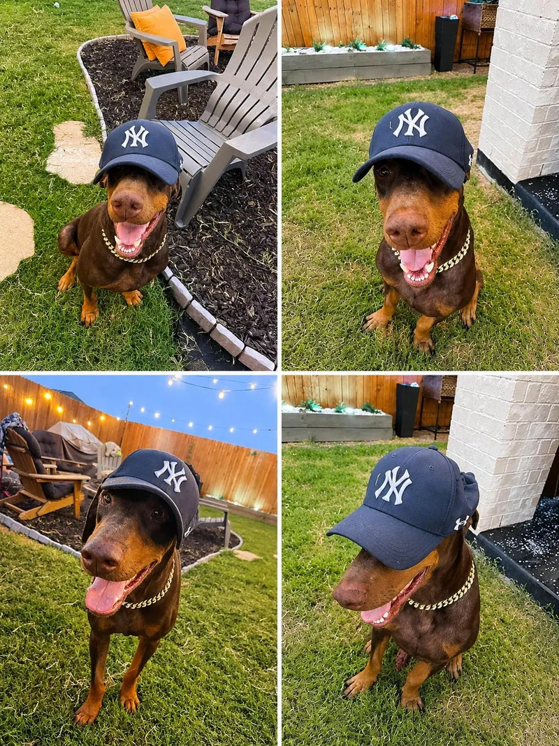 Bronx thumbnail 3