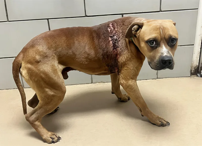 An adult medium-sized male Brown / Chocolate Mixed Breed dog named Roadrunner for adoption in Nashville, TN