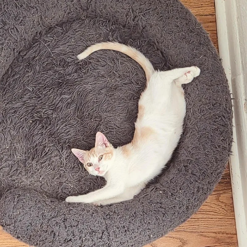 A baby small-sized female Orange / Red Domestic Short Hair cat named Syx for adoption in Fort Worth, TX