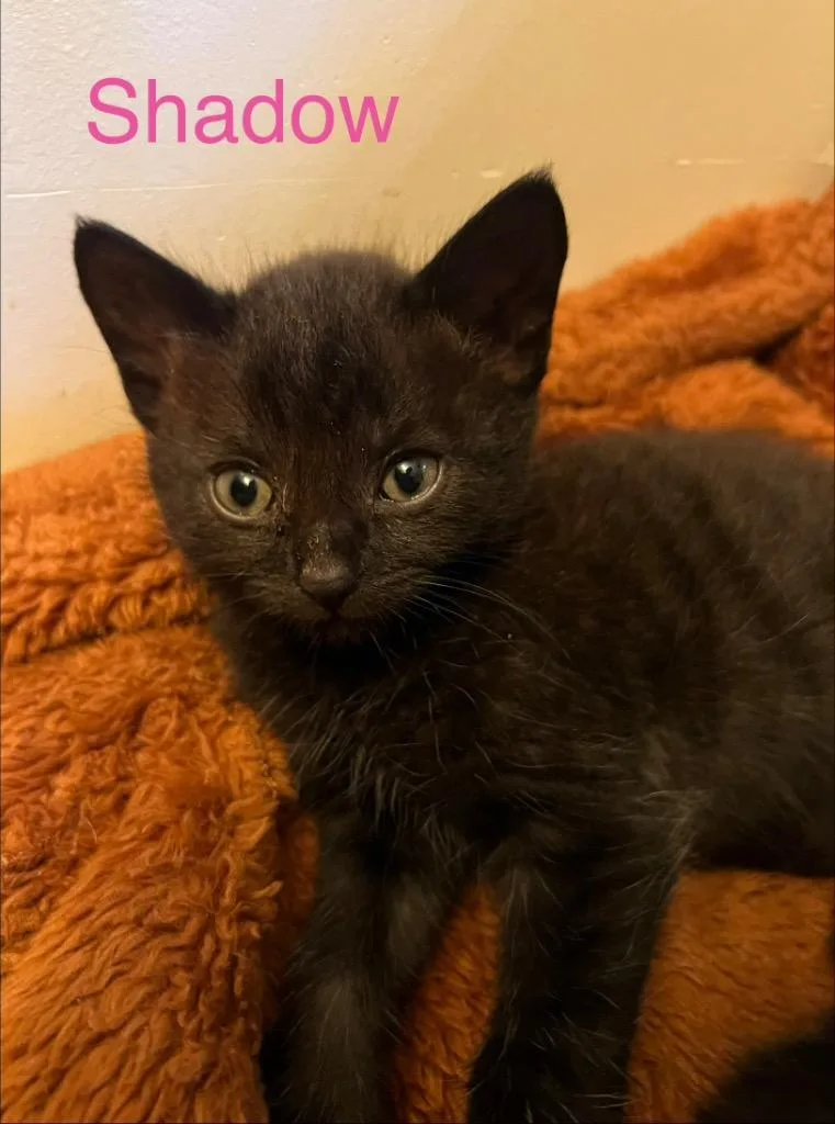 A baby small-sized female Domestic Short Hair cat named Shadow for adoption in Leonardtown, MD
