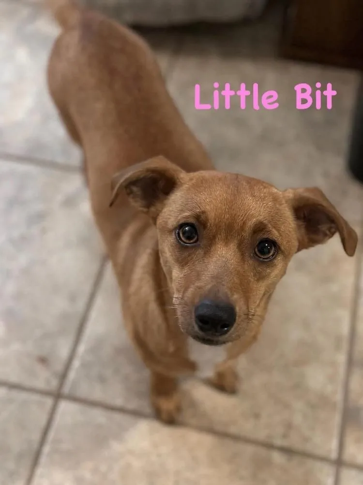 A young small-sized female Brown / Chocolate Chihuahua dog named Little Bit for adoption in Shawnee, OK
