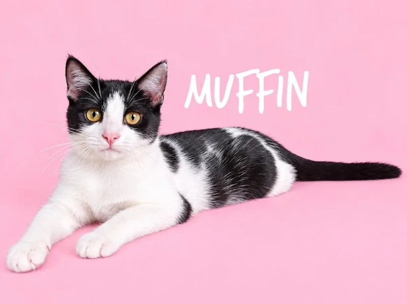 Muffin thumbnail 2