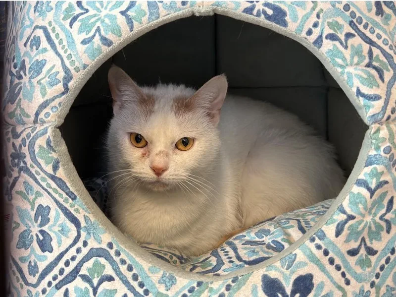 An adult medium-sized female Domestic Short Hair cat named Opal for adoption in Peru, NY
