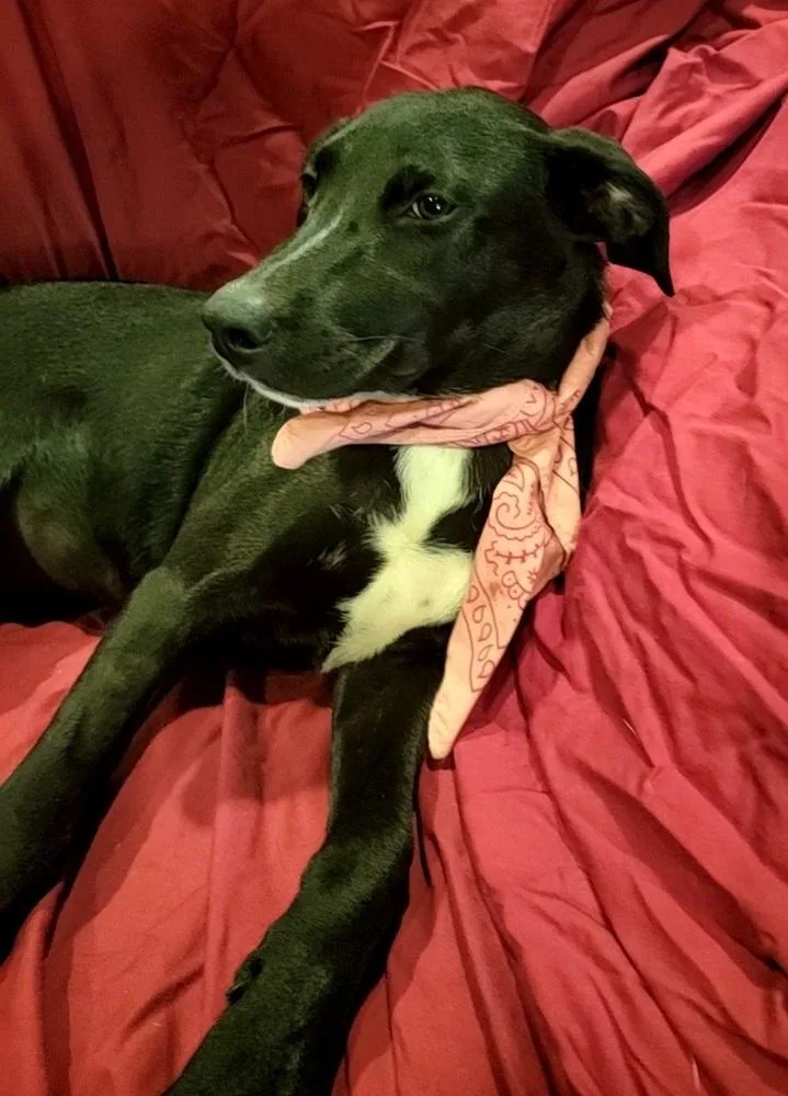 A young medium-sized female Labrador Retriever dog named Sharpie ๐จ๐ฆ for adoption in Silsbee, TX