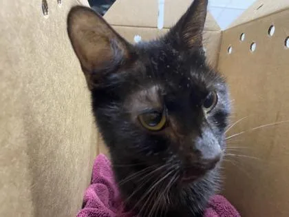 An adult small-sized male Domestic Short Hair cat named Scoops for adoption in West Chester, PA