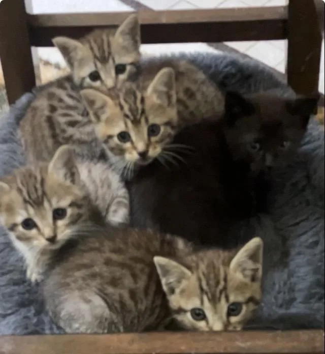 A baby medium-sized male Tabby (Leopard / Spotted) Bengal cat named The Patriot Litter for adoption in Jacksonville, FL