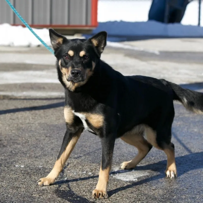 A young large-sized female Black Australian Kelpie dog named Freya for adoption in Mount Sterling, KY