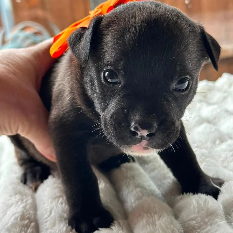 A baby medium-sized female Black Boston Terrier dog named Franny Magic for adoption in Allen, TX