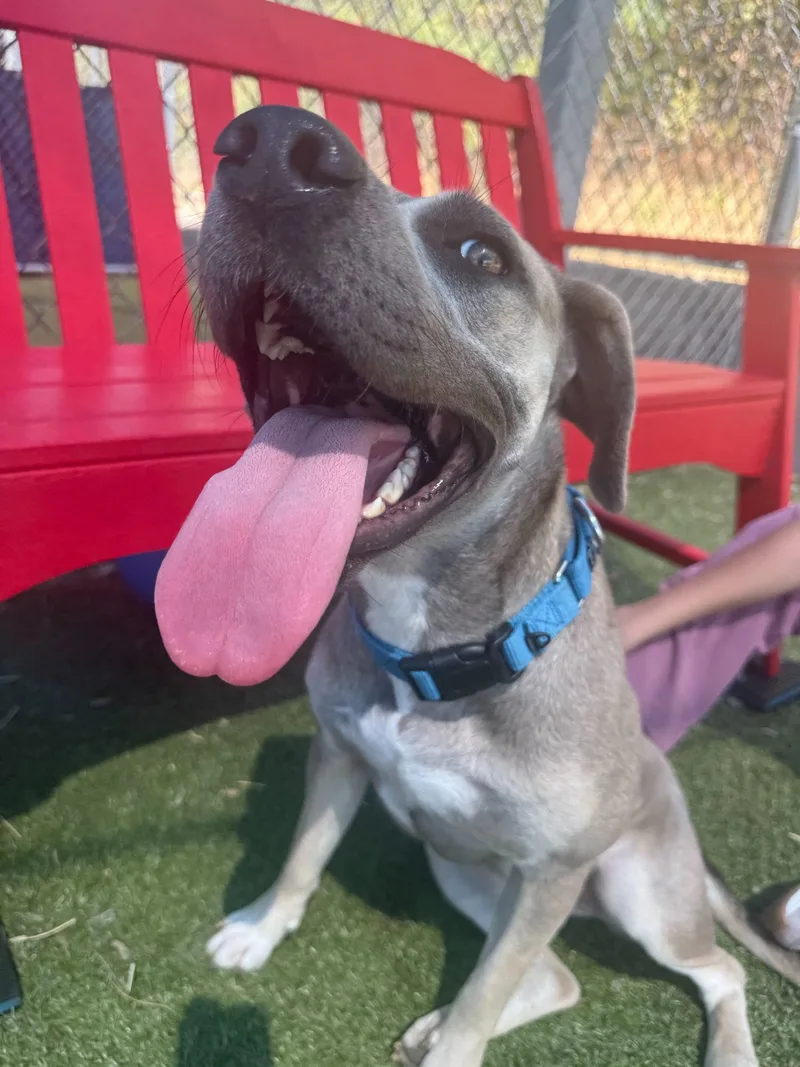 A young medium-sized female Terrier dog named Frannie for adoption in Newport, NH