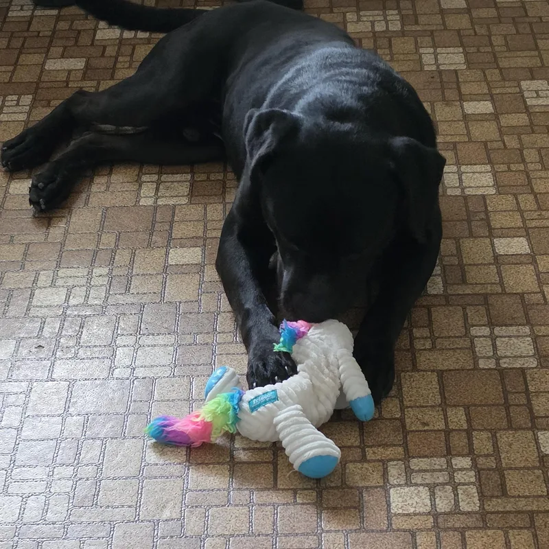 A young large-sized male Black Rottweiler dog named Zeus for adoption in Eureka, IL