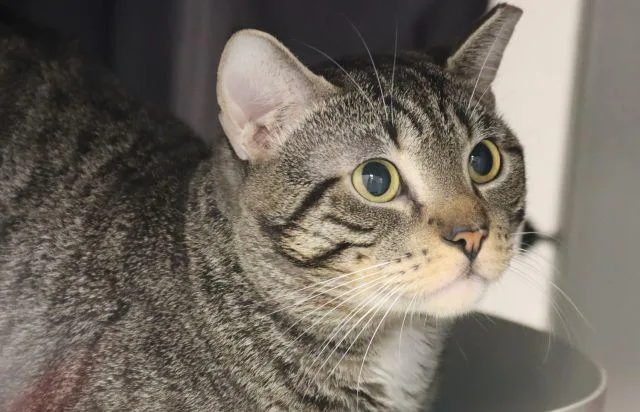 A young small-sized male Domestic Short Hair cat named Samurai for adoption in Tucson, AZ