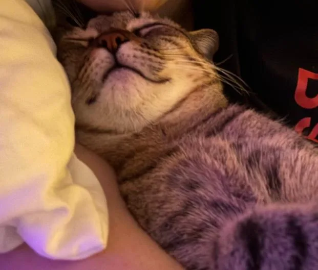 An adult medium-sized female Tabby (Brown / Chocolate) Domestic Short Hair cat named Earl Grey for adoption in Pearland, TX