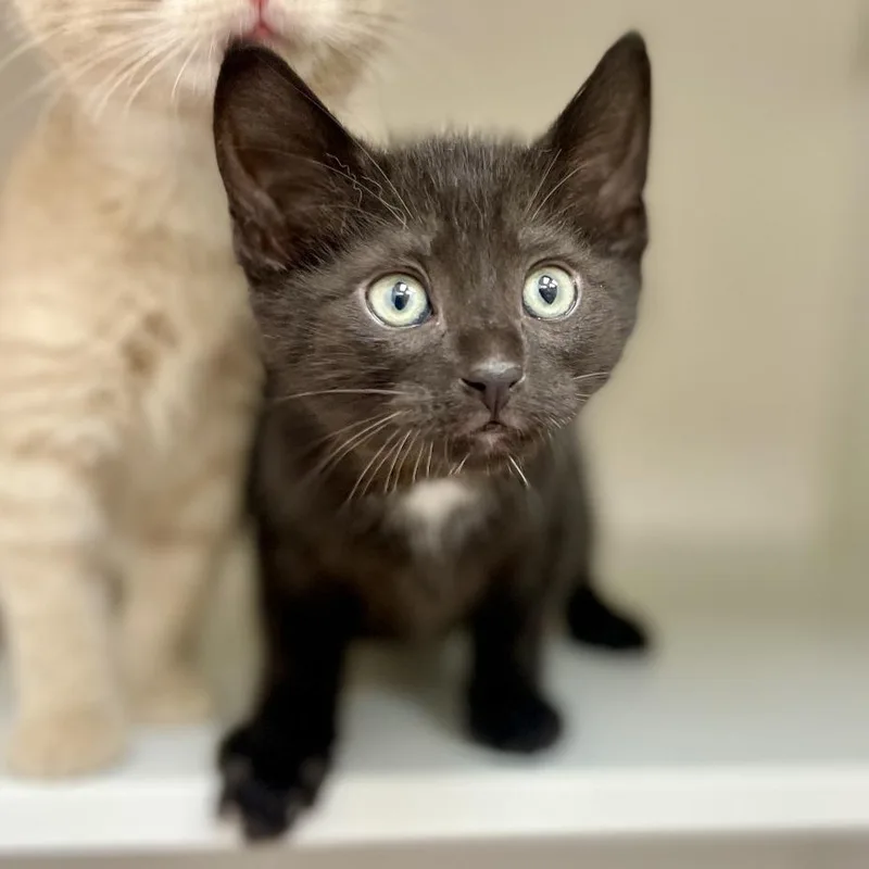 A baby small-sized male Black Domestic Short Hair cat named Ernesto de la Cruz for adoption in Champaign, IL