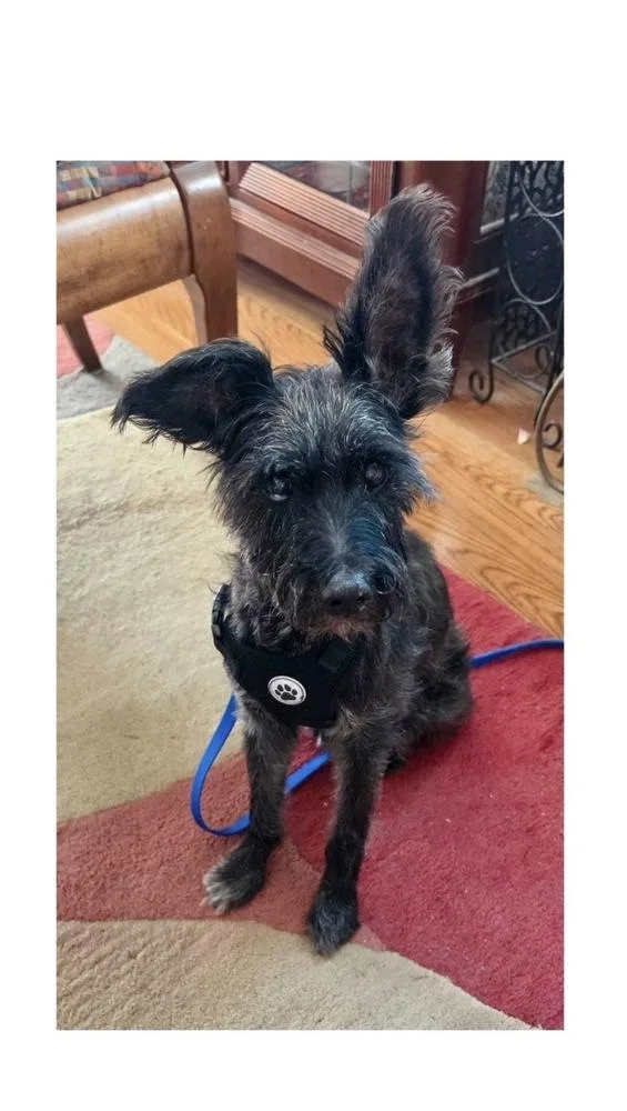 A senior small-sized male Black Schnauzer dog named Max for adoption in Mooresville, NC