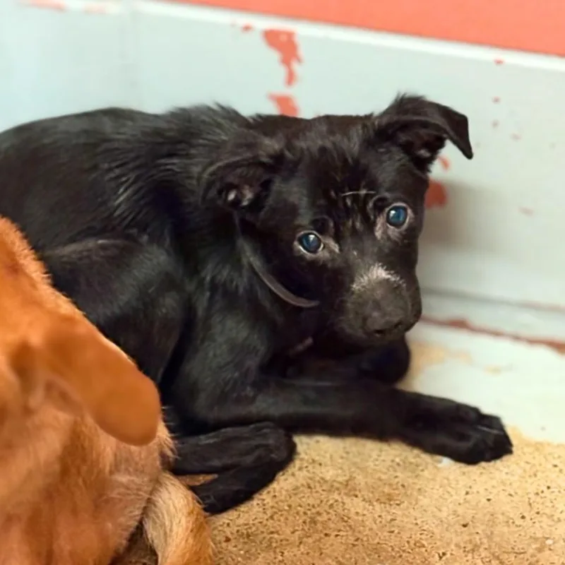 A baby medium-sized male Chihuahua dog named Polo for adoption in Houston, TX