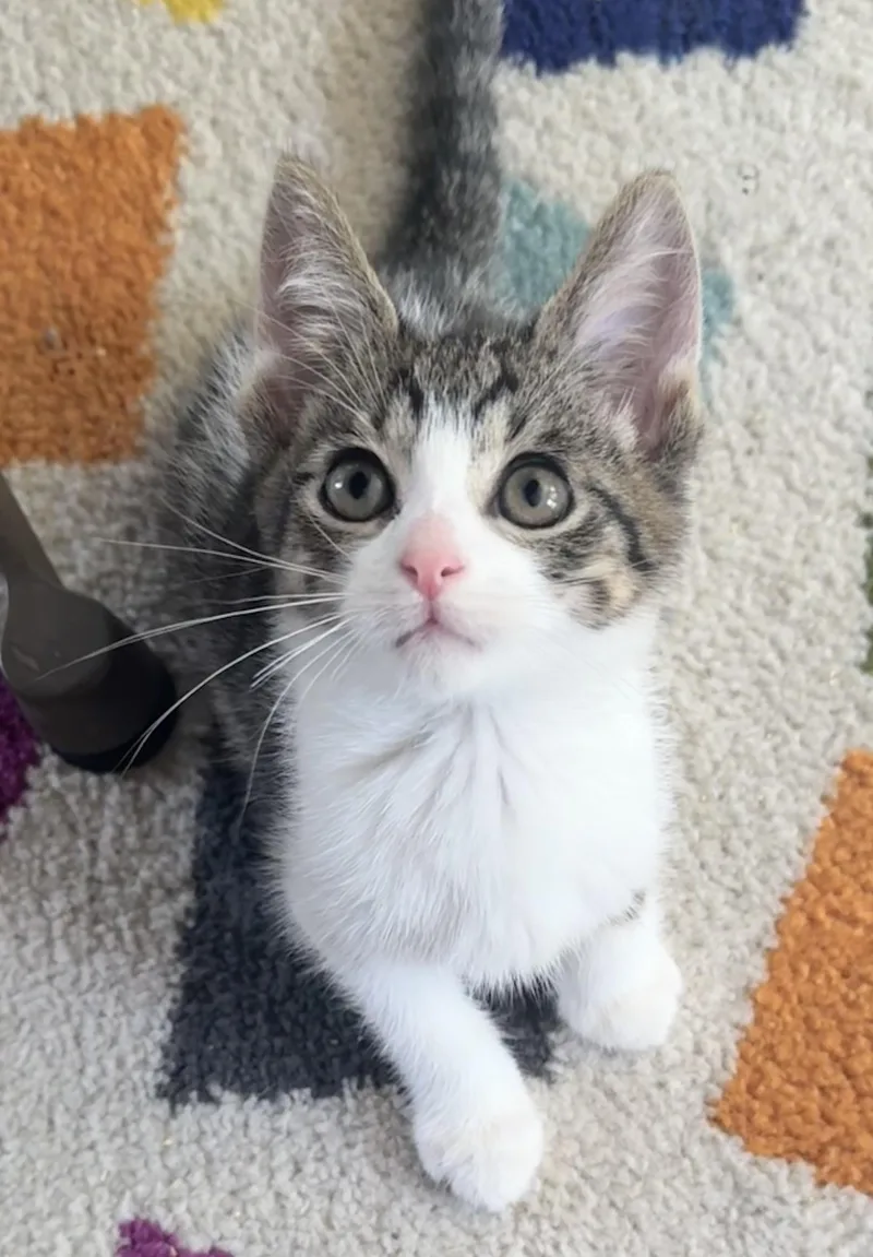 A baby medium-sized male Domestic Short Hair cat named Gary for adoption in Saginaw, MI